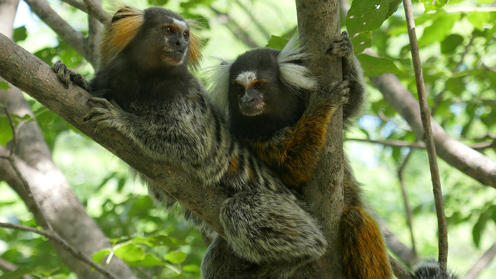 Marmoset monkeys are not only passive observers of third-party interactions, but that they also interpret them. (Image: Judith M. Burkart, UZH)