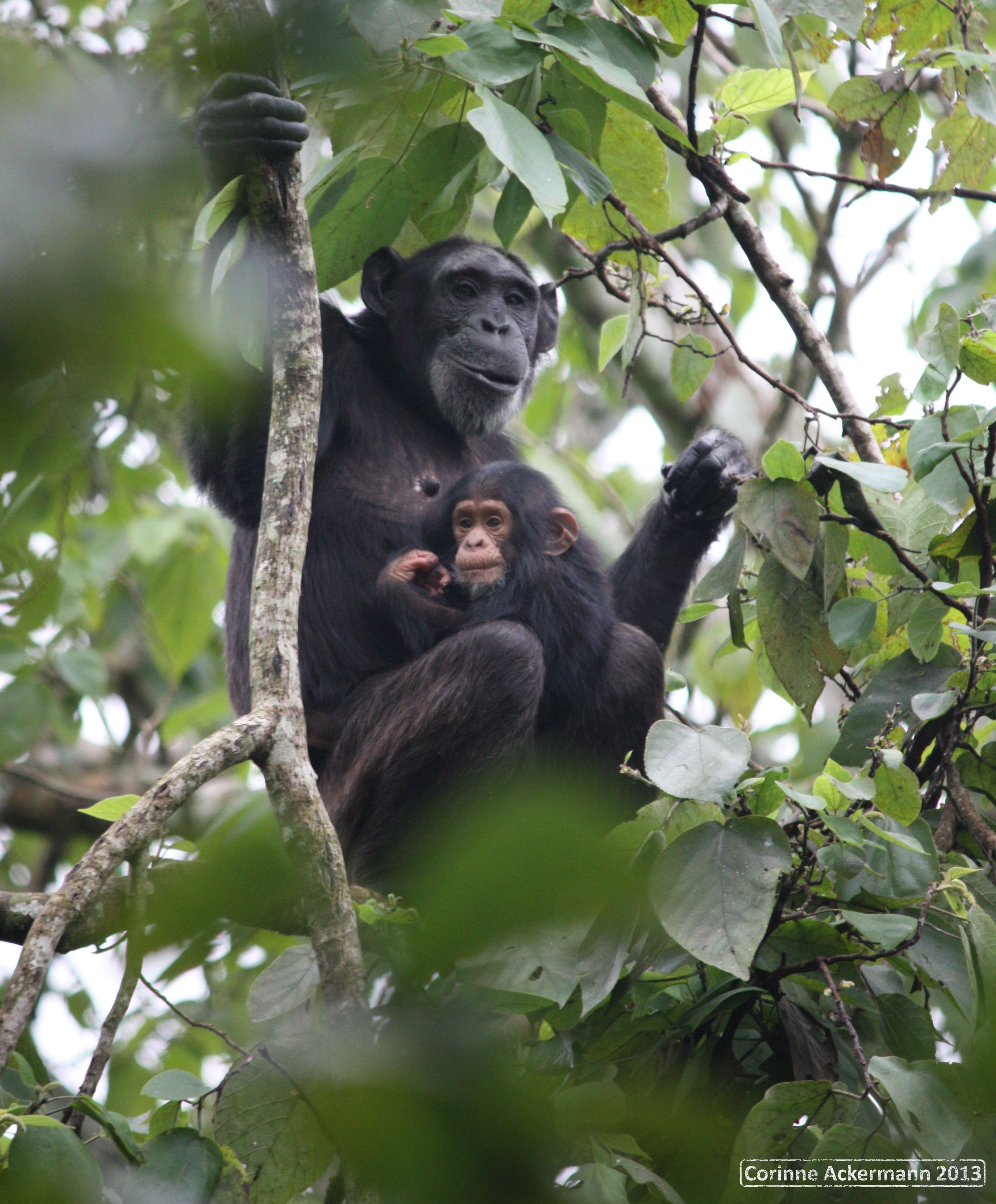 Chimpanzee with baby on a tree branch