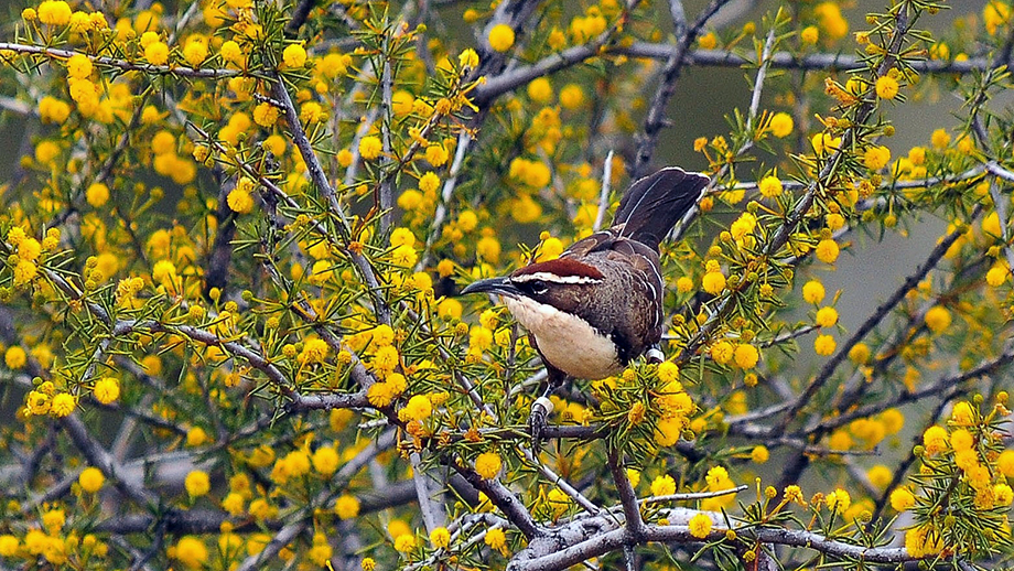The chestnut-crowned babbler examined in the study lives in the Australian outback. (Image: Niall Stopford)